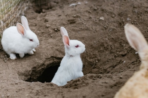 Two white rabbits